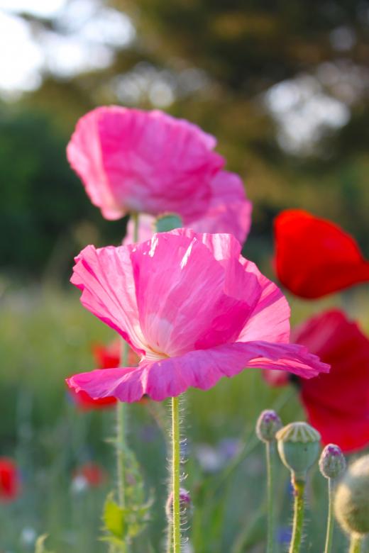 Free stock image of Poppies created by Val Lawless