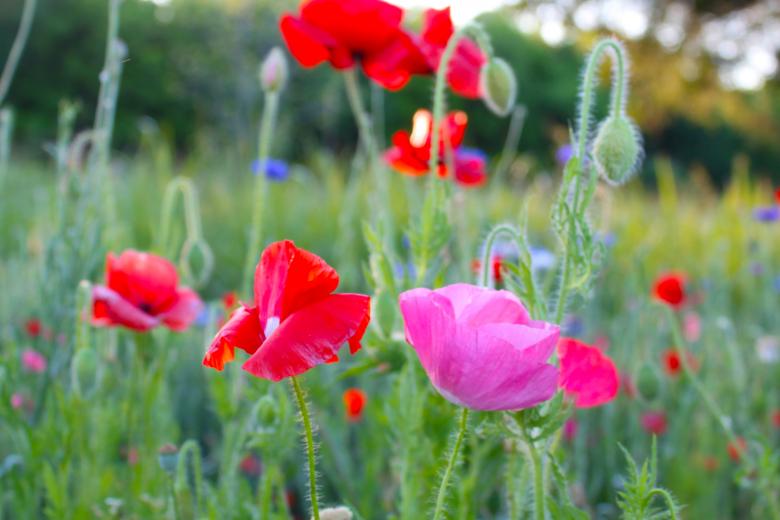 Free stock image of Poppies created by Val Lawless