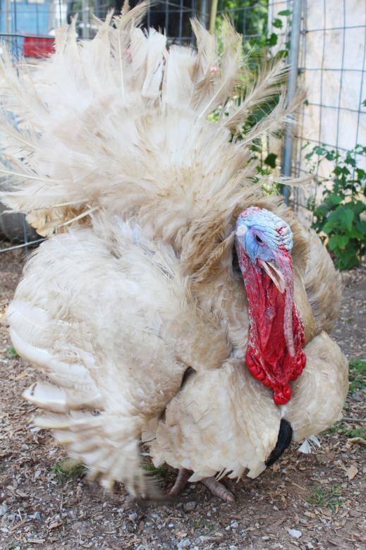 Free stock image of Large turkey created by Val Lawless