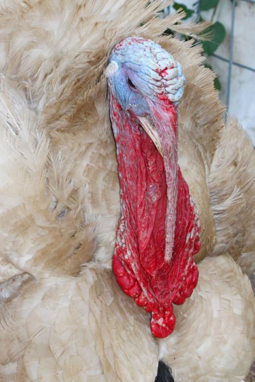 Free stock image of Large turkey created by Val Lawless