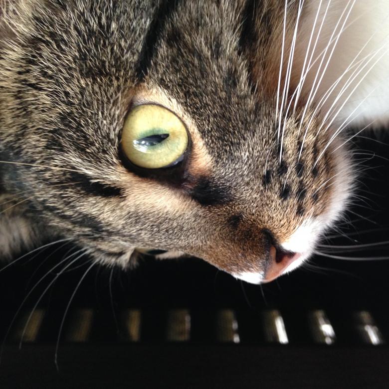 Free stock image of Cat Face Close-up created by Mika Salakka