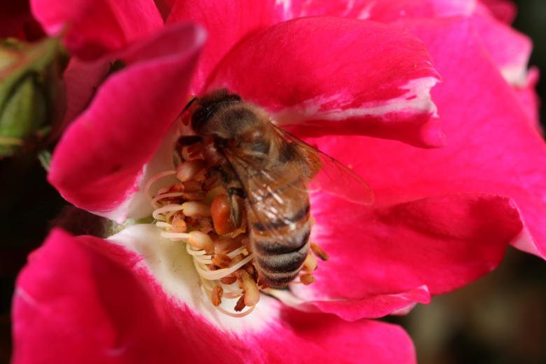 Free stock image of Pink flower with bee created by Jared Davidson