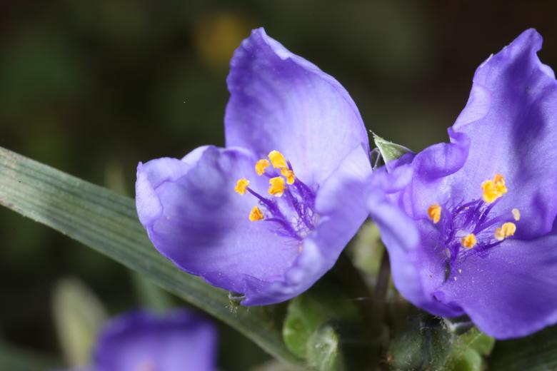 Free stock image of Purple Flowers created by Jared Davidson