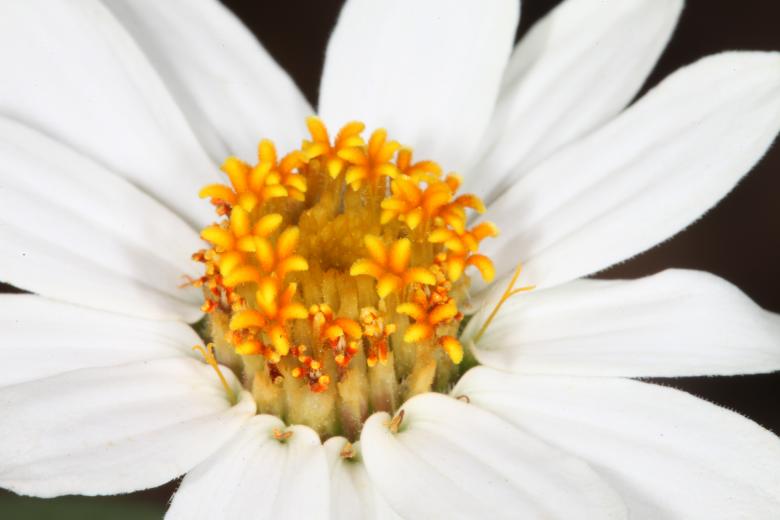 Free stock image of White Flowers created by Jared Davidson