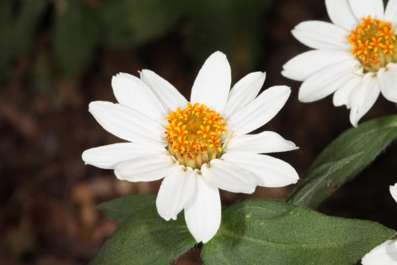 Free stock image of White Flowers created by Jared Davidson