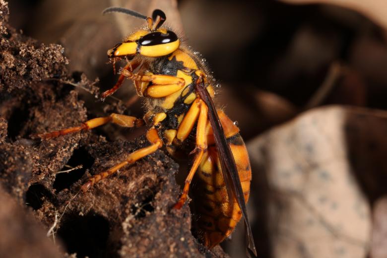 Free stock image of Yellow Jacket created by Jared Davidson