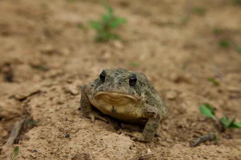 Free stock image of Grumpy toad created by Jared Davidson