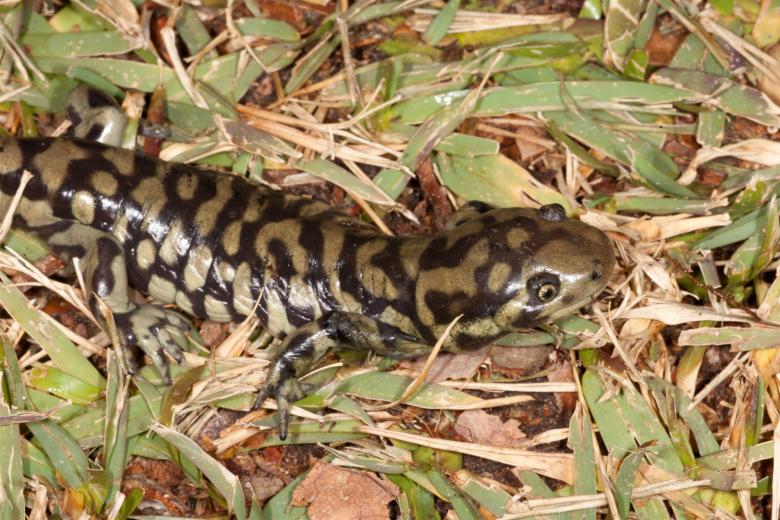 Free stock image of Tiger Salamander created by Jared Davidson