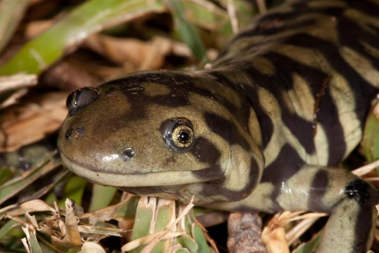 Free stock image of Tiger Salamander created by Jared Davidson