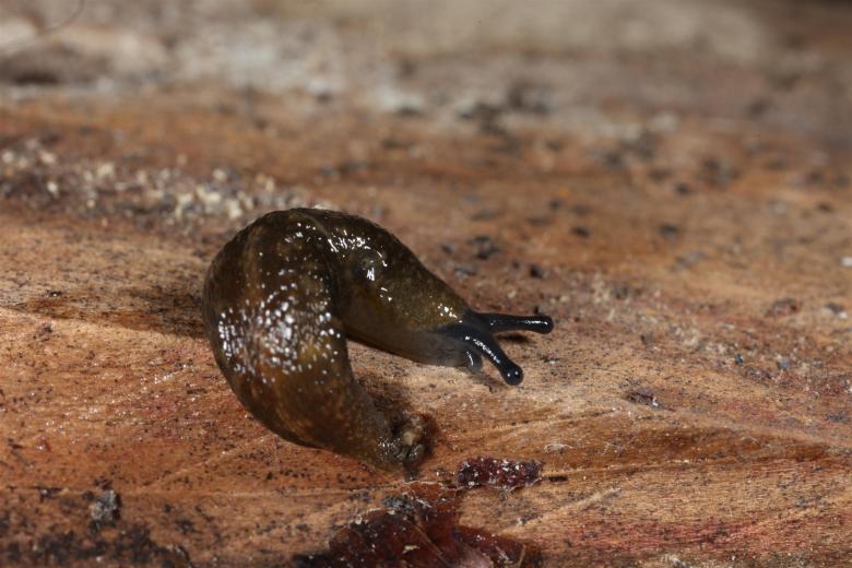 Free stock image of Slug macro photograph created by Jared Davidson