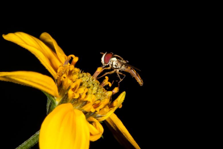 Free stock image of Yellow Flower with Hoverfly created by Jared Davidson