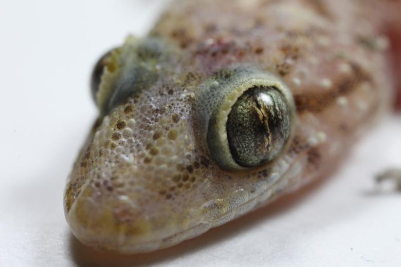 Free stock image of Mediterranean Gecko created by Jared Davidson