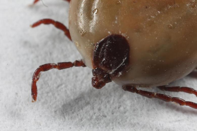 Free stock image of Engorged Tick macro created by Jared Davidson