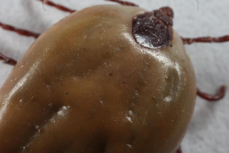 Free stock image of Engorged Tick macro created by Jared Davidson