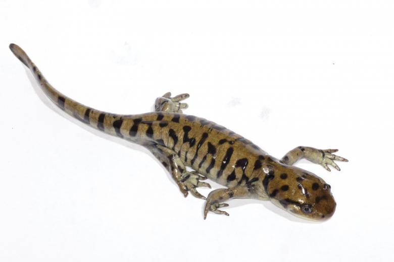 Free stock image of Tiger Salamander created by Jared Davidson