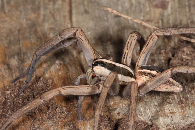 Free stock image of Wolf Spider created by Jared Davidson