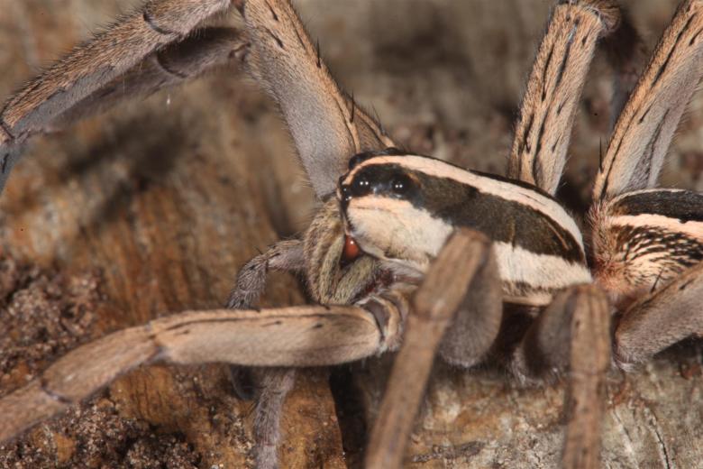 Free stock image of Wolf Spider created by Jared Davidson
