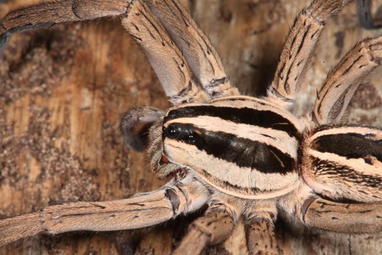 Free stock image of Wolf Spider created by Jared Davidson