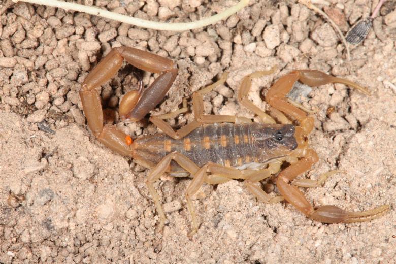 Free stock image of Scorpion macro created by Jared Davidson