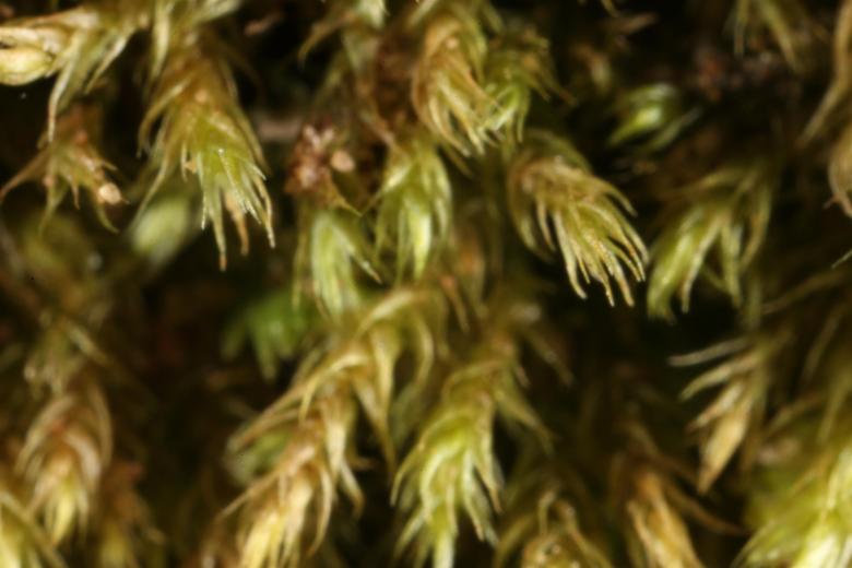 Free stock image of Moss texture created by Jared Davidson
