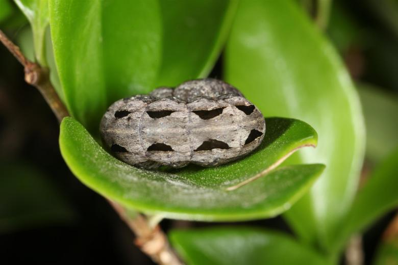 Free stock image of Caterpillar rolled up on leaf created by Jared Davidson