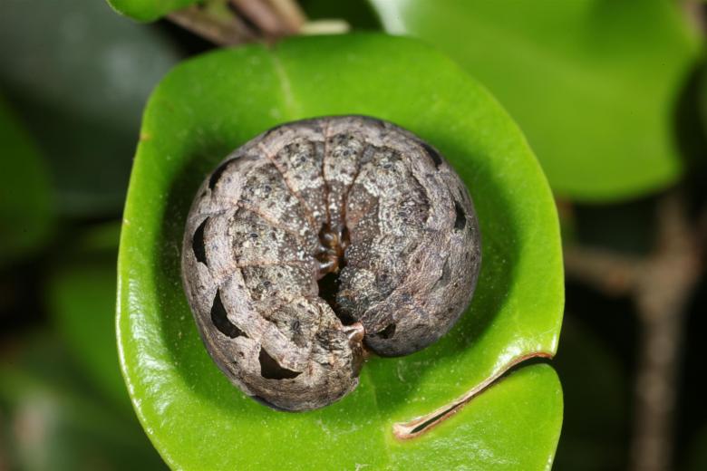 Free stock image of Caterpillar rolled up on leaf created by Jared Davidson