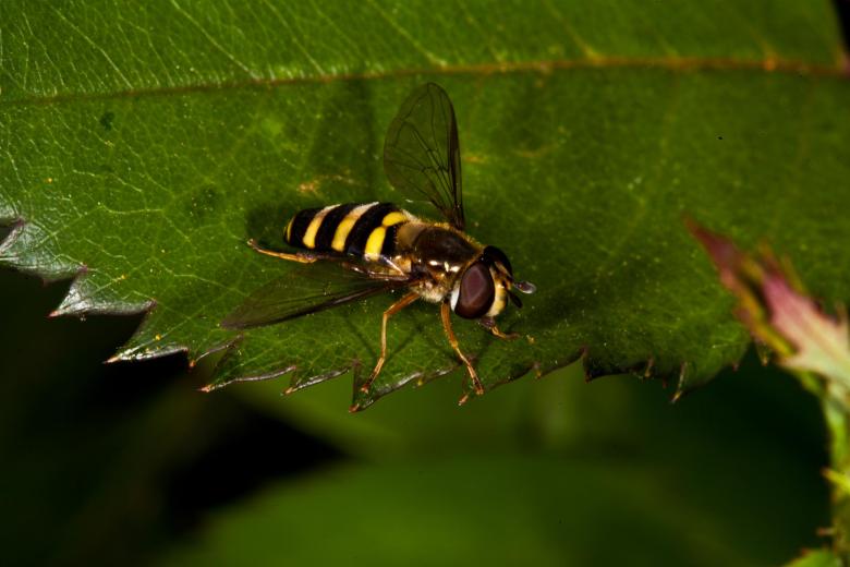 Free stock image of Overfly macro created by Jared Davidson