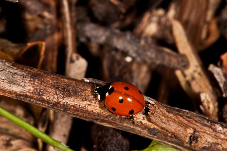 Free stock image of Ladybug macros created by Jared Davidson
