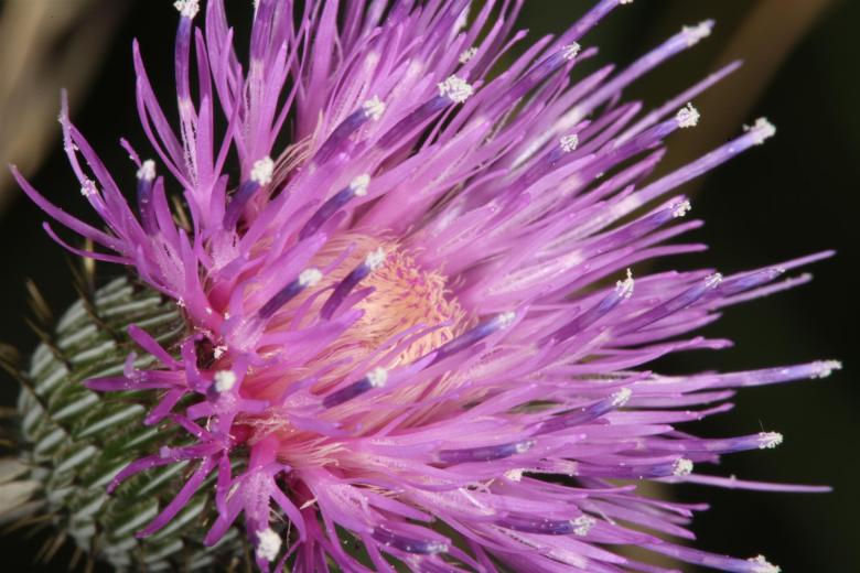 Free stock image of Purple thistle macro created by Jared Davidson