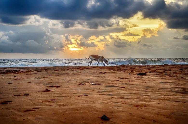 Free stock image of A cloudy sunset with alone dog created by DEEPU DAS
