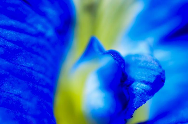 Free stock image of Close up flower petals created by DEEPU DAS
