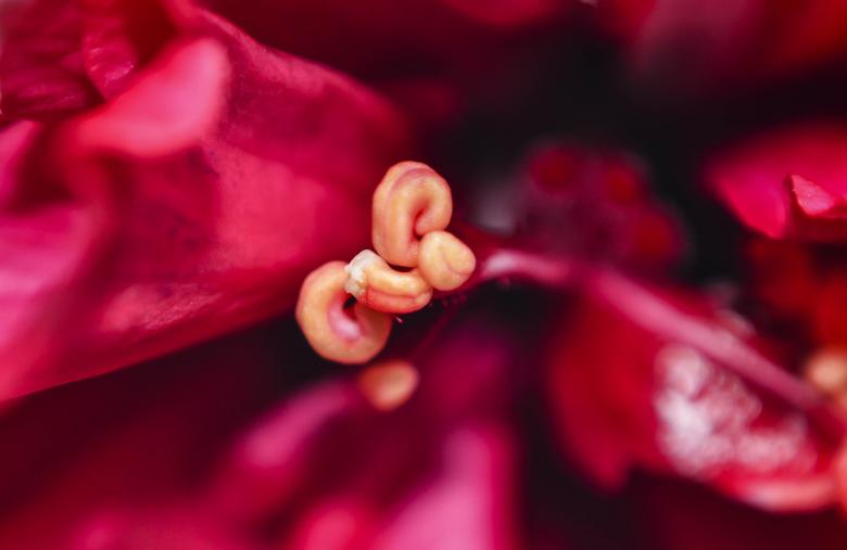 Free stock image of Close up flower leafs created by DEEPU DAS