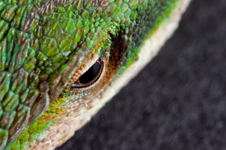 Free stock image of Lizard Eye created by Jared Davidson