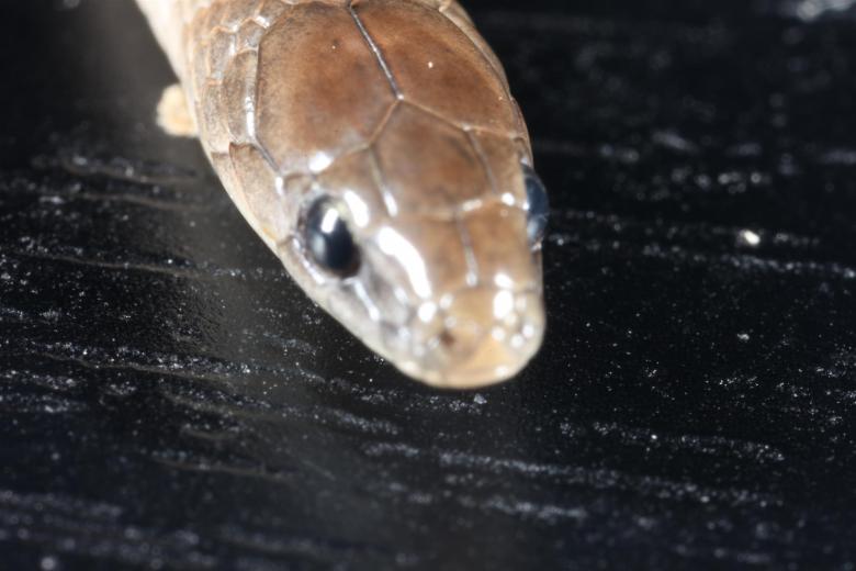 Free stock image of Earth Snake macro created by Jared Davidson