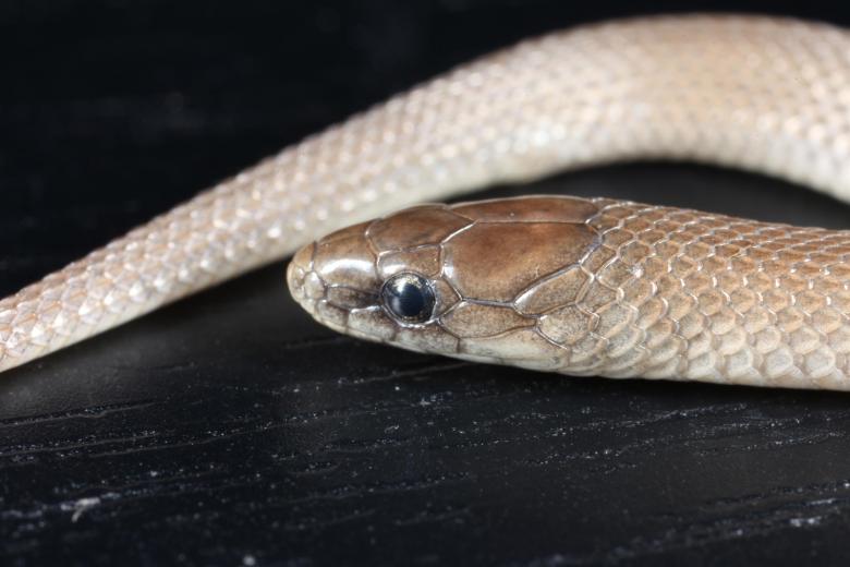 Free stock image of Earth Snake macro created by Jared Davidson