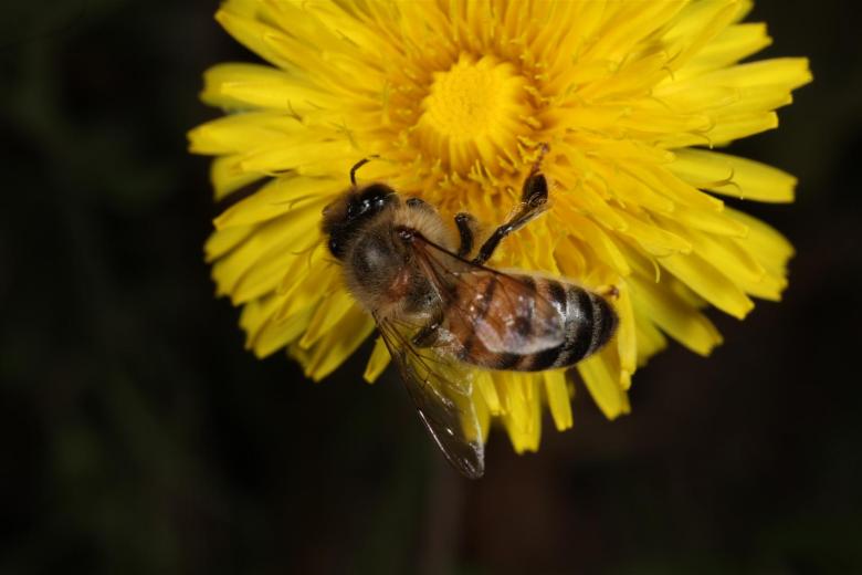Free stock image of Yellow flower with Bee created by Jared Davidson