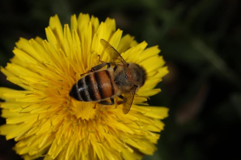 Free stock image of Yellow flower with Bee created by Jared Davidson