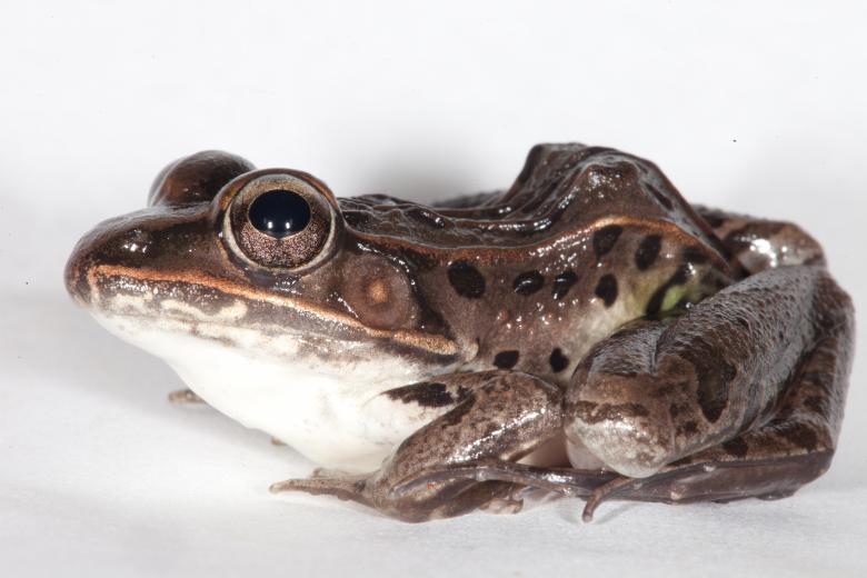 Free stock image of Leopard Frog created by Jared Davidson