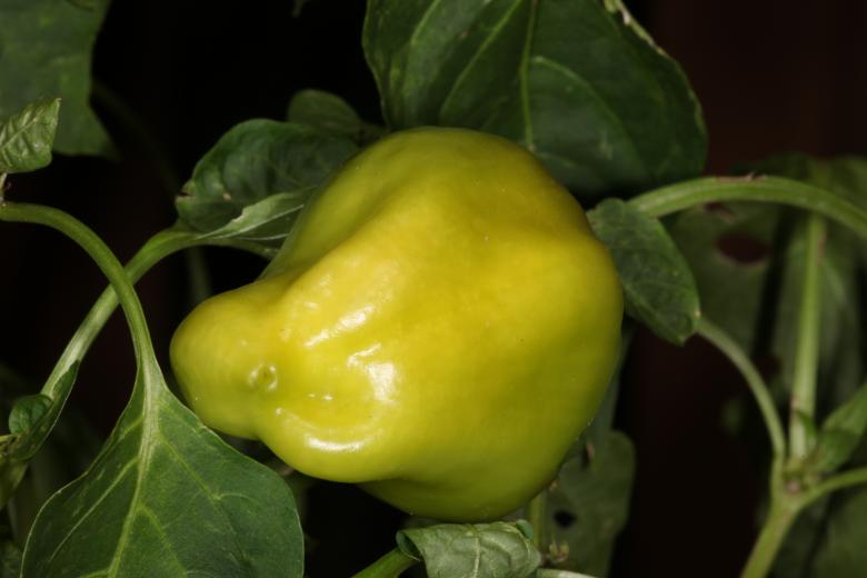 Free stock image of Green Pepper Plant created by Jared Davidson