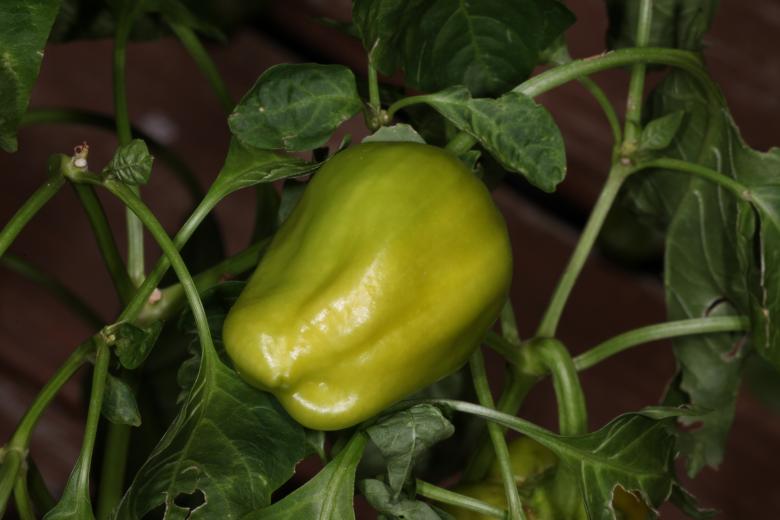 Free stock image of Green Pepper Plant created by Jared Davidson