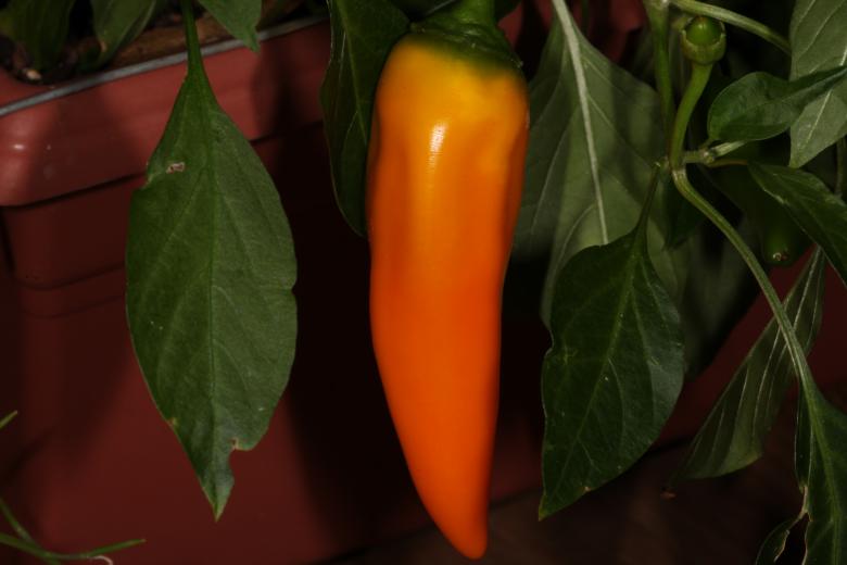 Free stock image of Sweet orange pepper created by Jared Davidson
