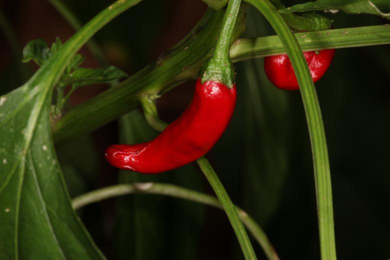 Free stock image of Hot red pepper created by Jared Davidson