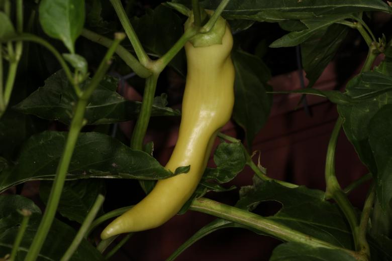 Free stock image of Sweet Banana Pepper created by Jared Davidson