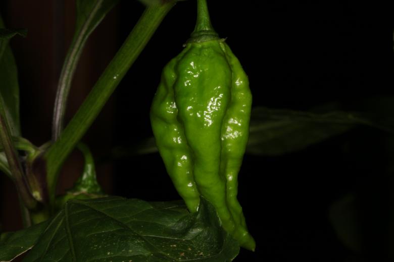 Free stock image of Green Pepper Plant created by Jared Davidson