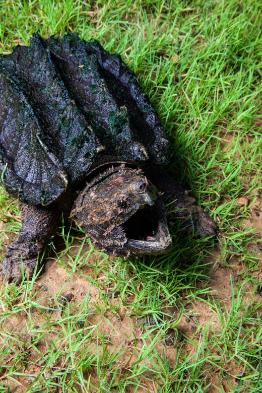 Free stock image of Alligator Snapping Turtle created by Jared Davidson
