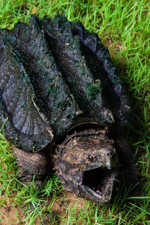 Free stock image of Alligator Snapping Turtle created by Jared Davidson