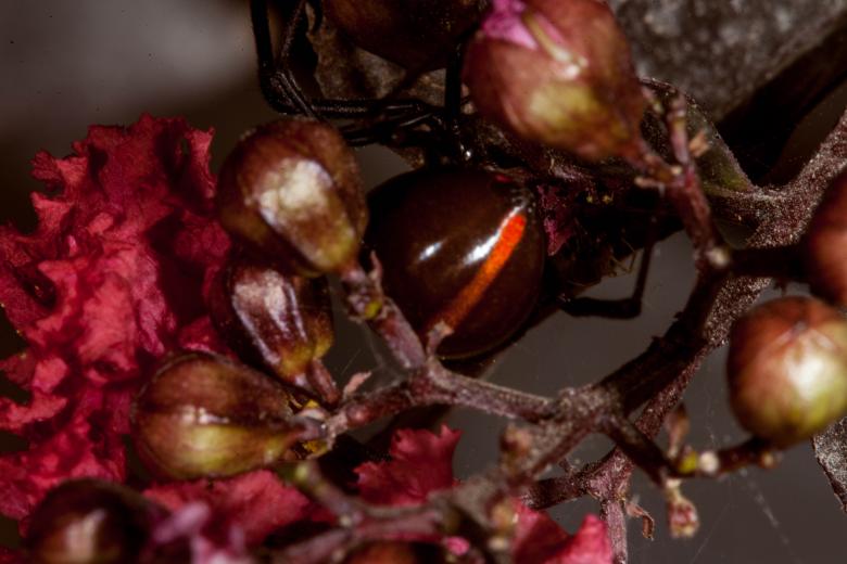 Free stock image of Black Widow Spider created by Jared Davidson