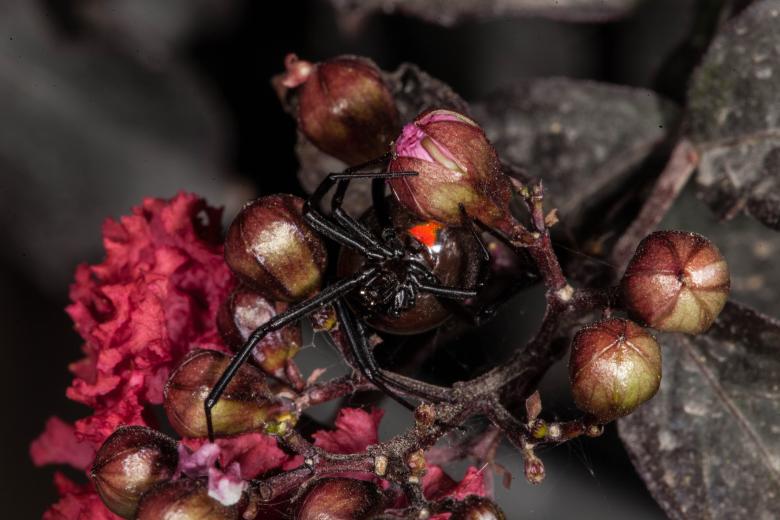 Free stock image of Black Widow Spider created by Jared Davidson