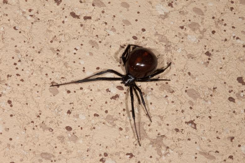 Free stock image of Black Widow Spider created by Jared Davidson