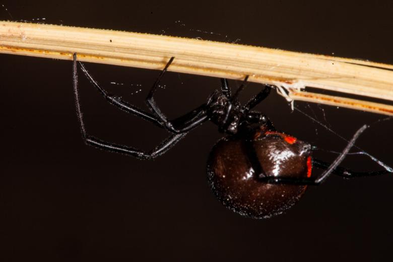 Free stock image of Black Widow Spider created by Jared Davidson